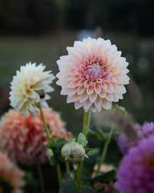 Dahlia Castle Drive (the REAL one!)