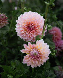 Dahlia Castle Drive (the REAL one!)