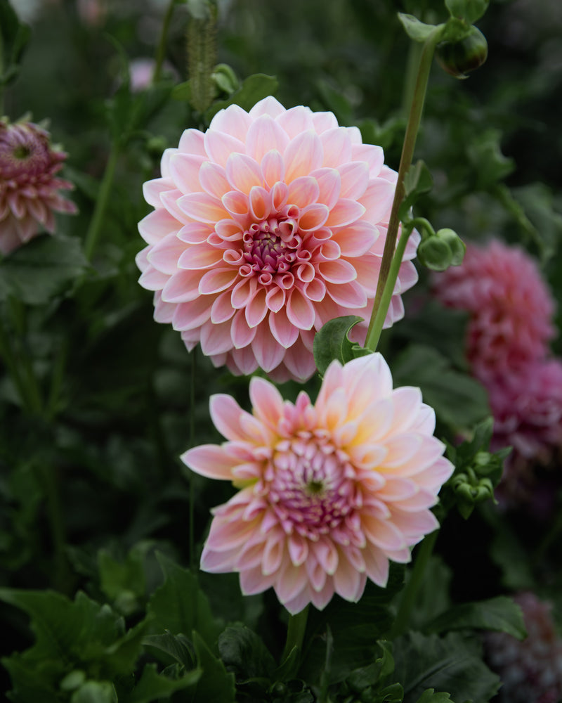 Dahlia Castle Drive (the REAL one!)