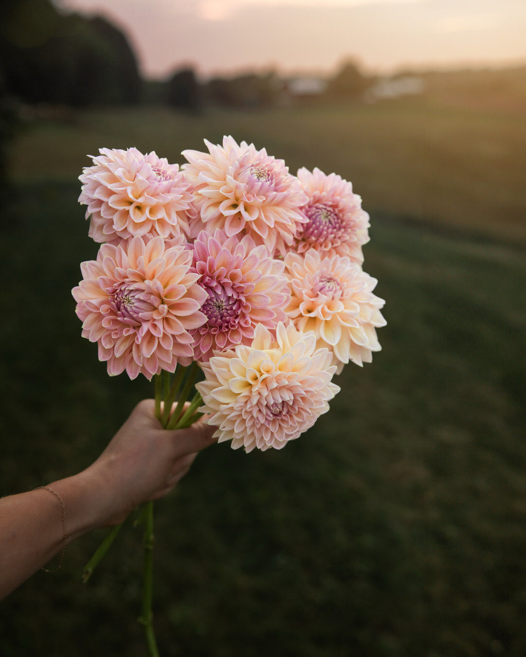 Dahlia Castle Drive (the REAL one!)