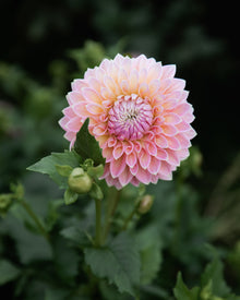 Dahlia Castle Drive (the REAL one!)