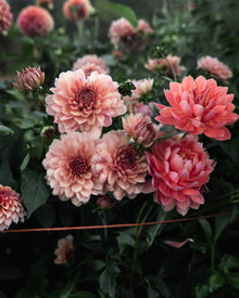 Château de la Bourdaisière and Hollyhill Daydream Dahlia Petal Back Farm