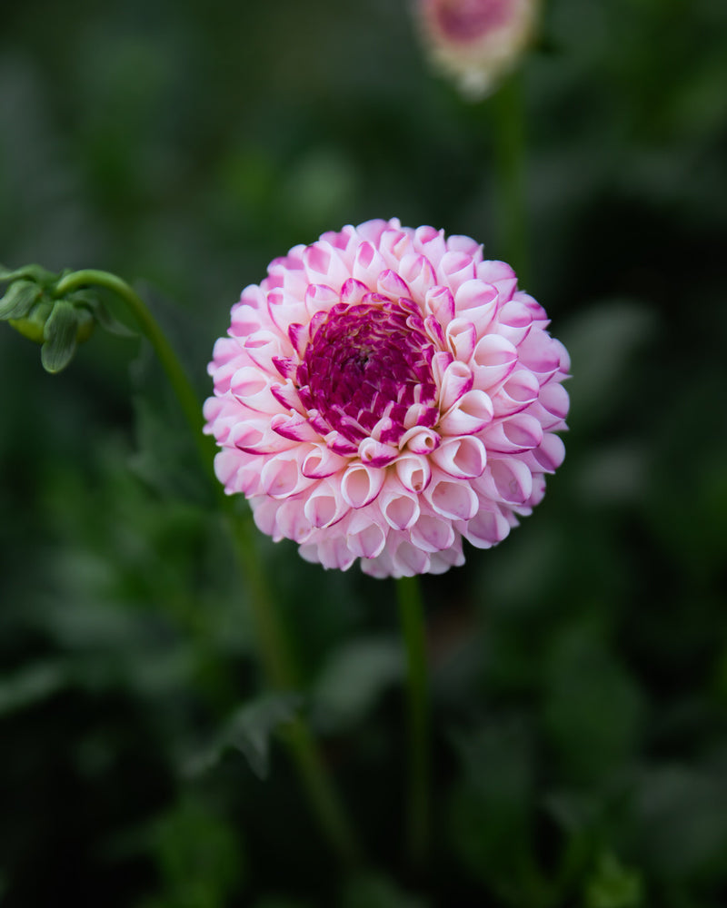 Dahlia Chimacum Davi