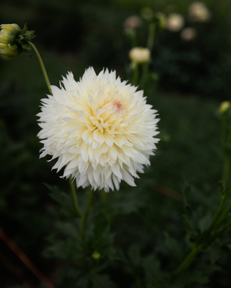 Dahlia Citron du Cap