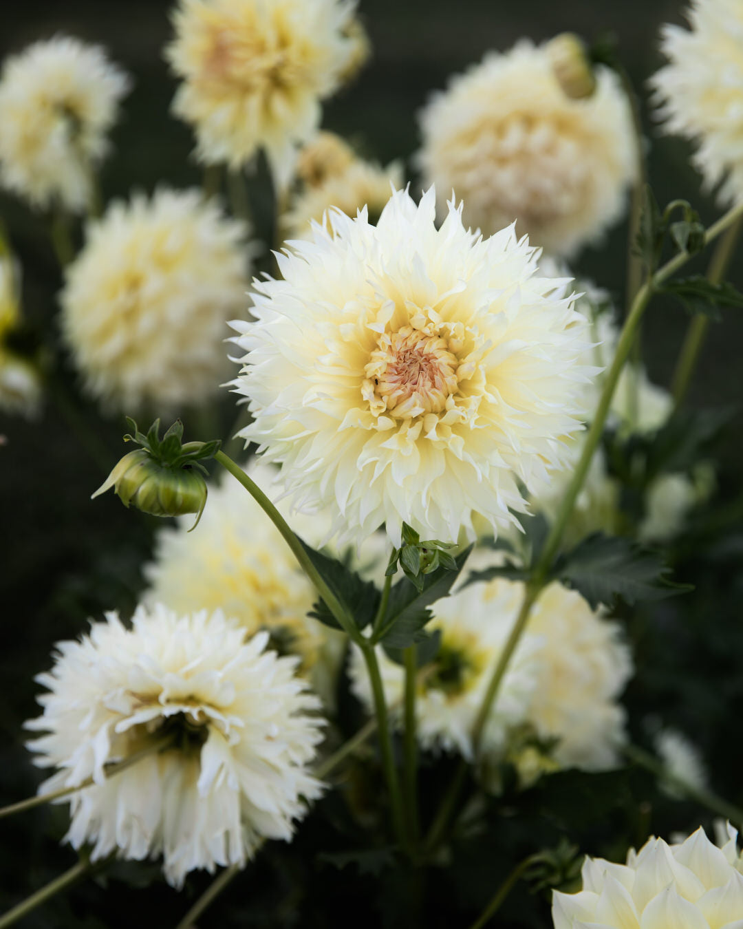 Dahlia Citron du Cap