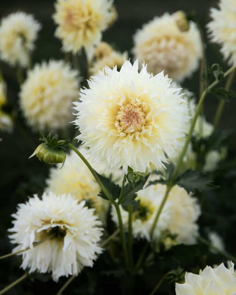 Dahlia Citron du Cap