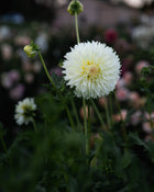 Dahlia Citron du Cap