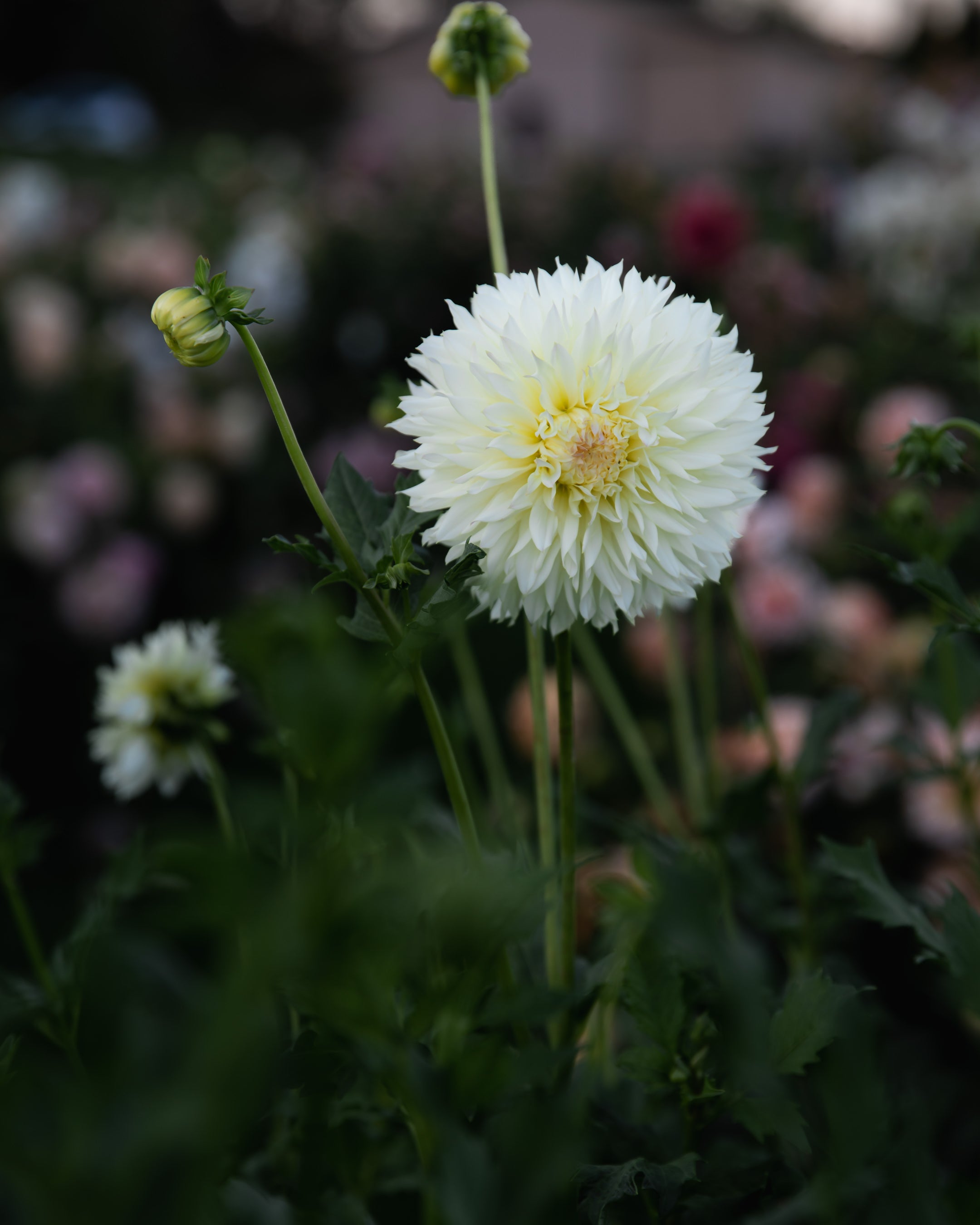Dahlia Citron du Cap