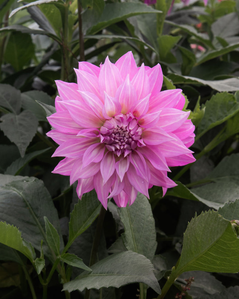 Dahlia Clearview Lila