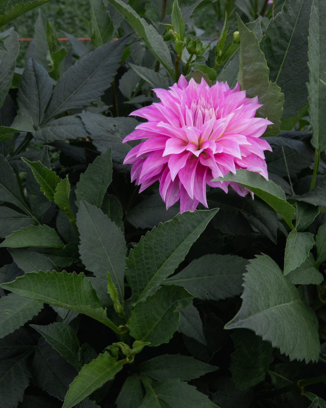 Dahlia Clearview Lila