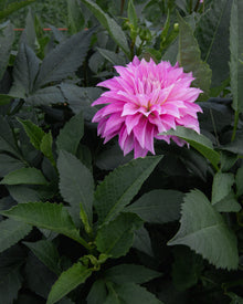 Dahlia Clearview Lila