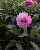 Dahlia Clearview Lila
