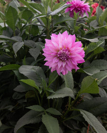 Dahlia Clearview Lila