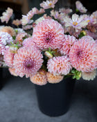 Dahlia Clearview Peachy