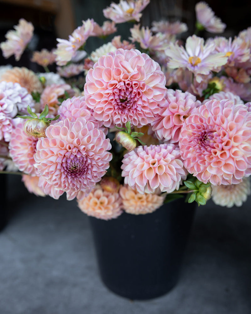 Dahlia Clearview Peachy