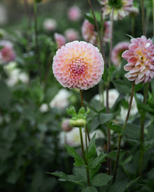 Dahlia Clearview Peachy