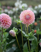 Dahlia Clearview Peachy