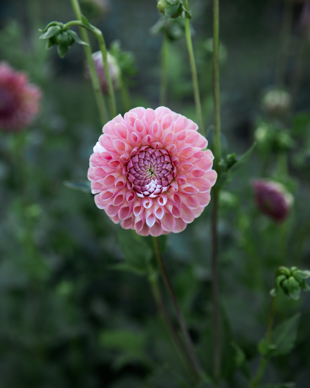 Dahlia Clearview Peachy