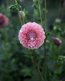 Dahlia Clearview Peachy