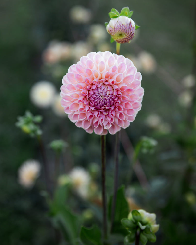 Dahlia Clearview Peachy