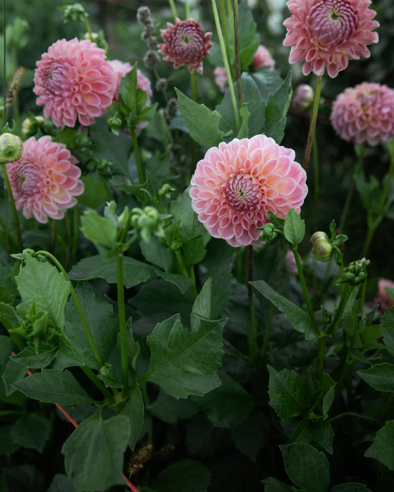 Dahlia Clearview Peachy