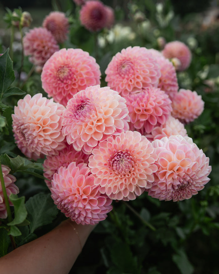 Dahlia Clearview Peachy