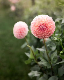 Dahlia Clearview Peachy
