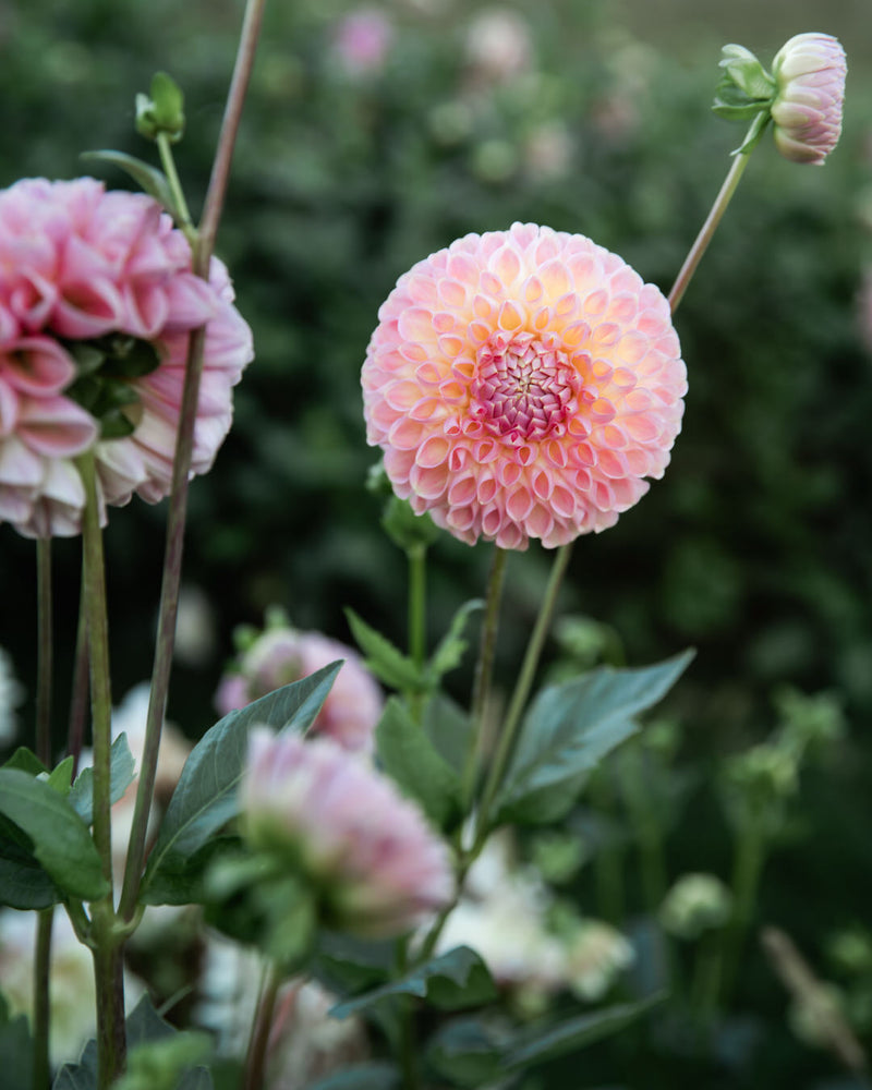 Dahlia Clearview Peachy