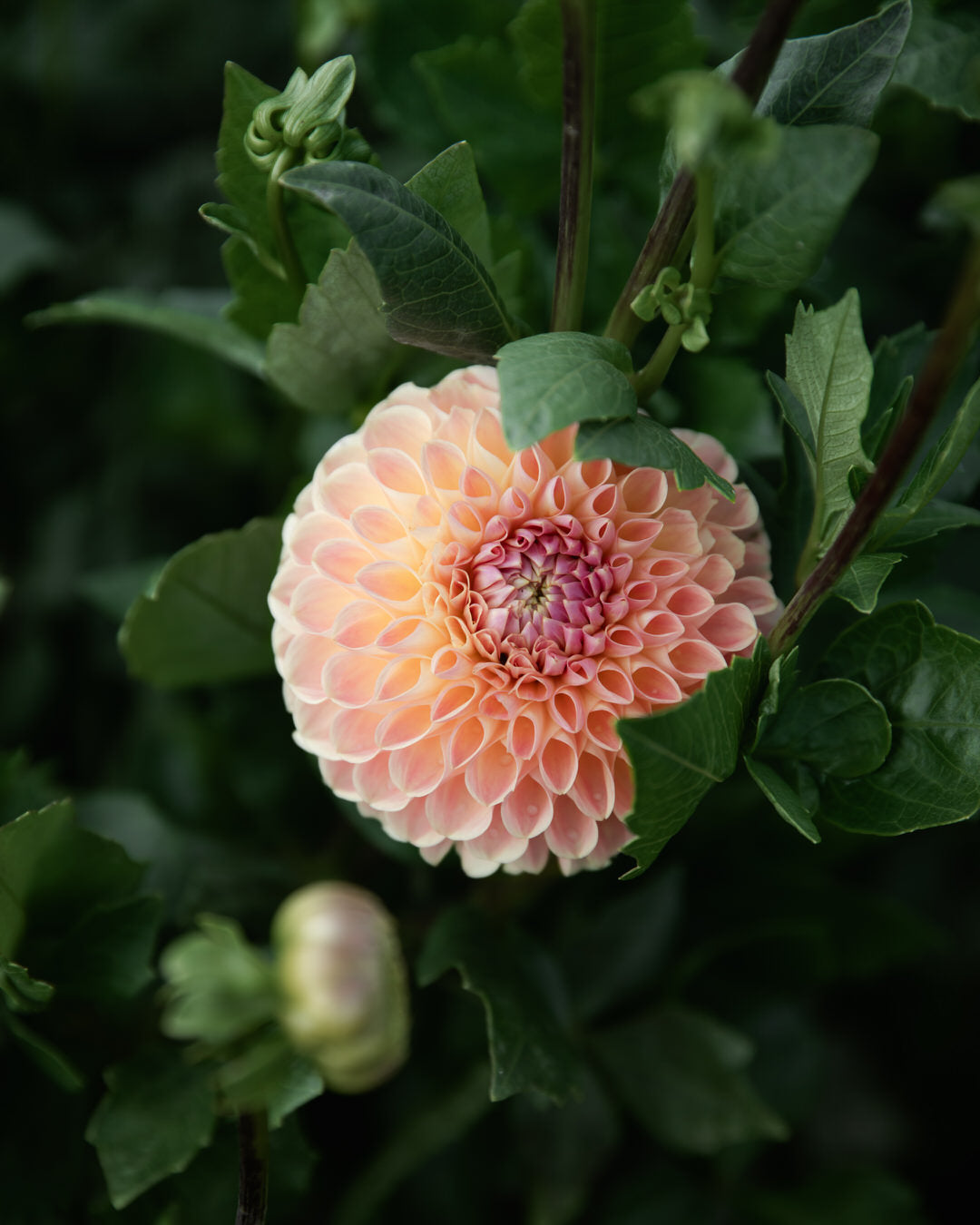 Dahlia Clearview Peachy