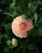 Dahlia Clearview Peachy