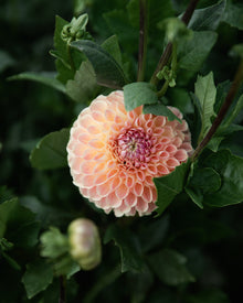 Dahlia Clearview Peachy