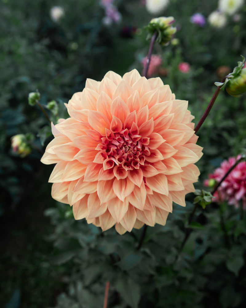 Dahlia Clyde's Choice