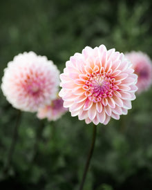 Dahlia Coralie Tube Sale