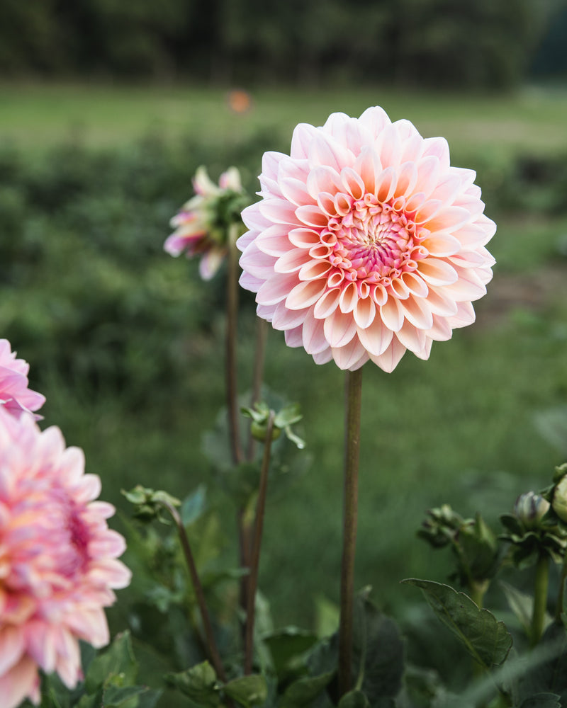 Dahlia Coralie Tube Sale
