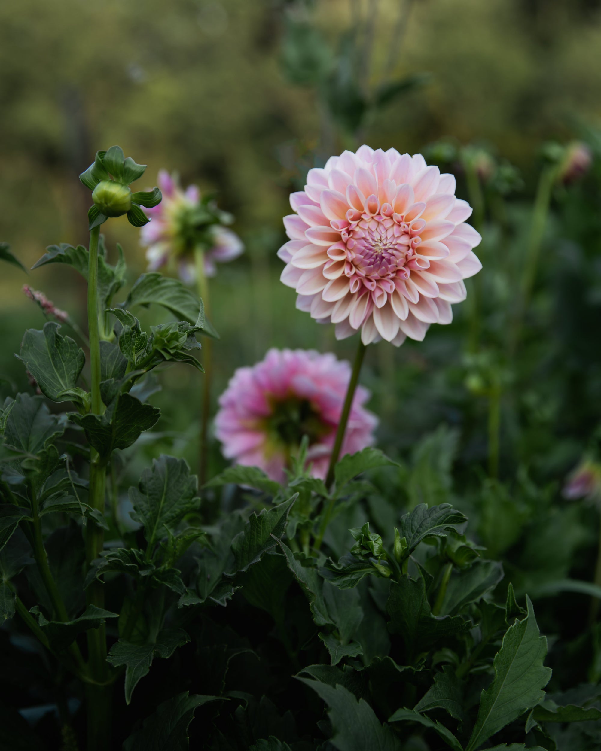Dahlia Coralie Tube Sale