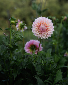 Dahlia Coralie Tube Sale