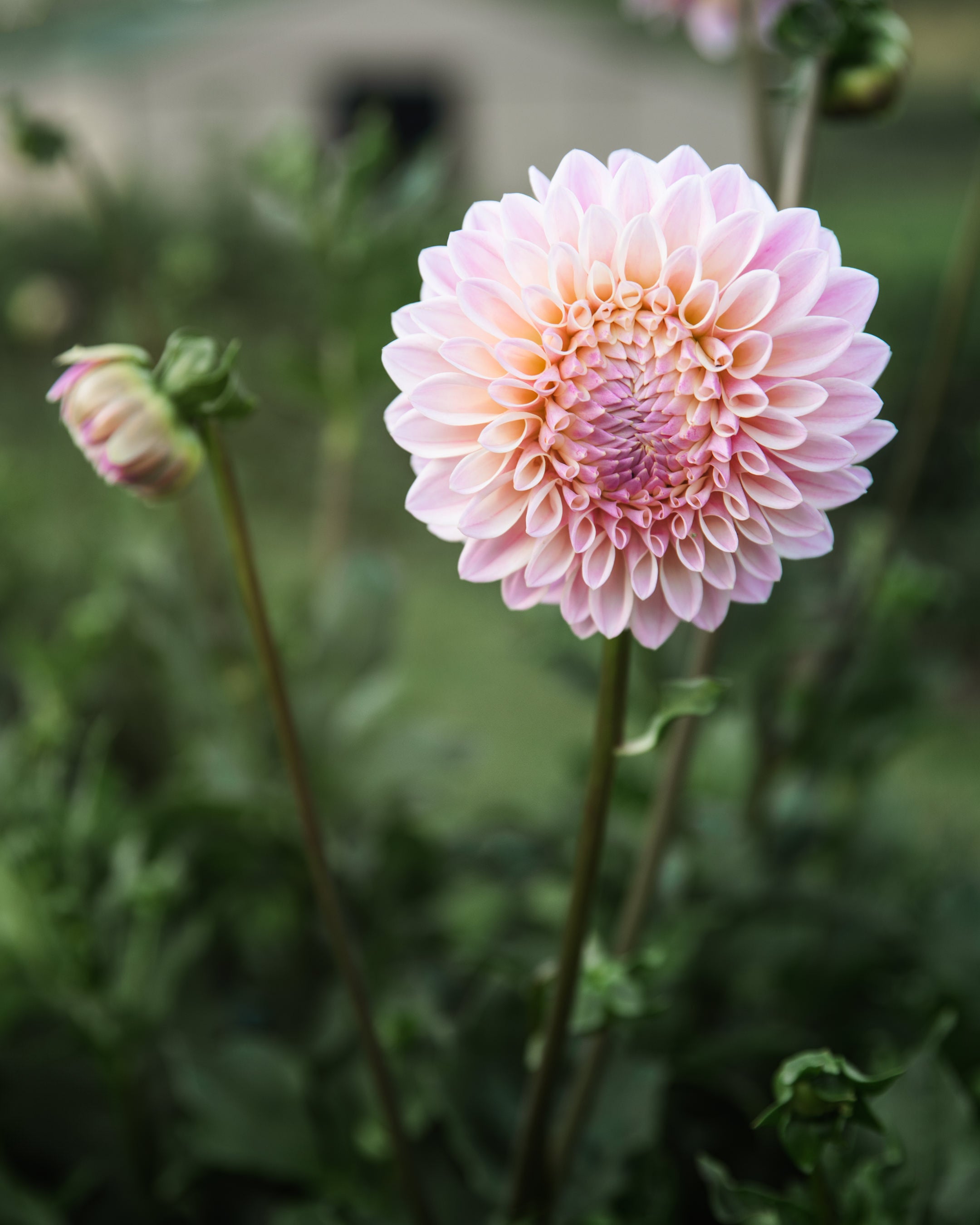 Dahlia Coralie Tube Sale