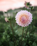Dahlia Coralie Tube Sale