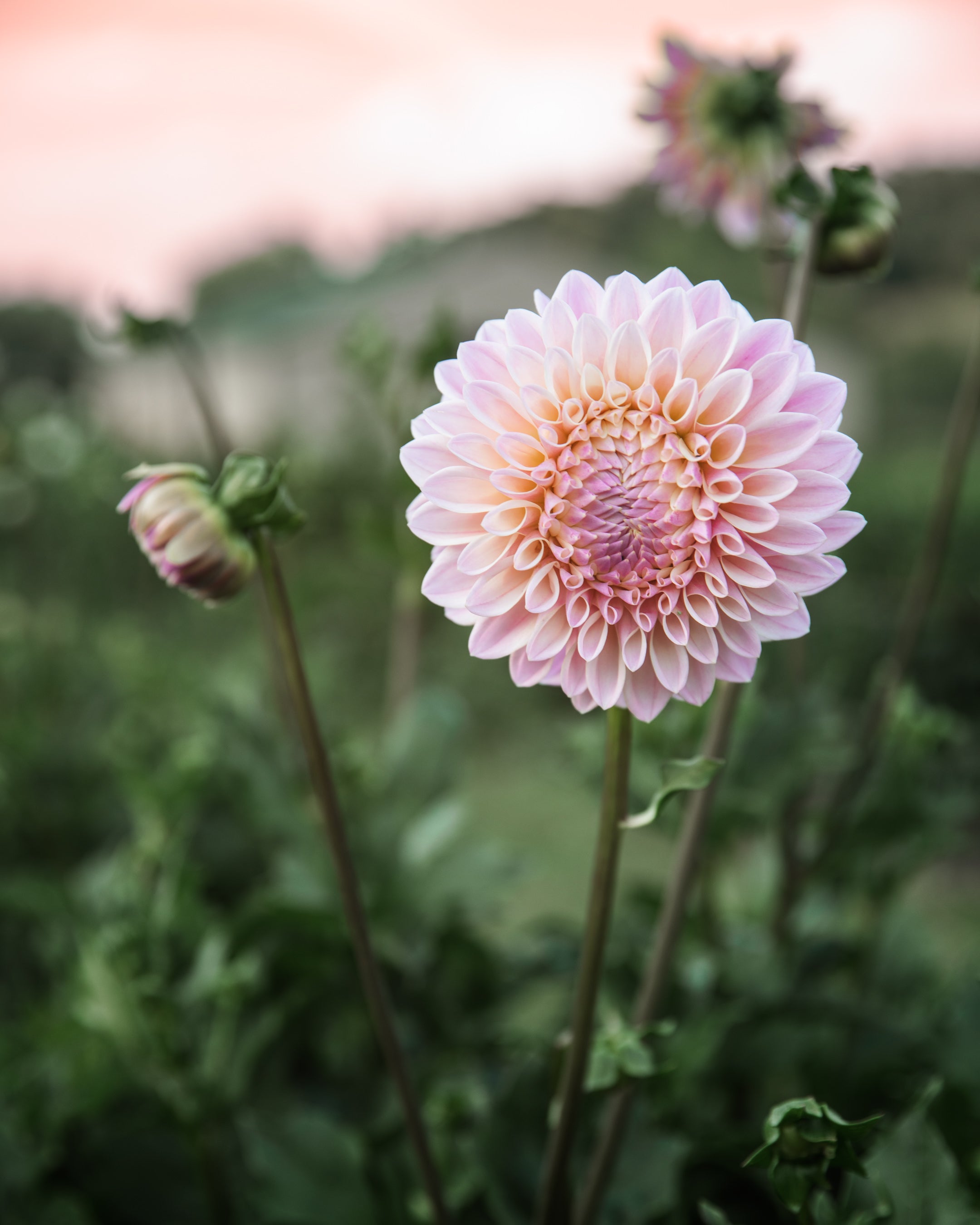 Dahlia Coralie Tube Sale