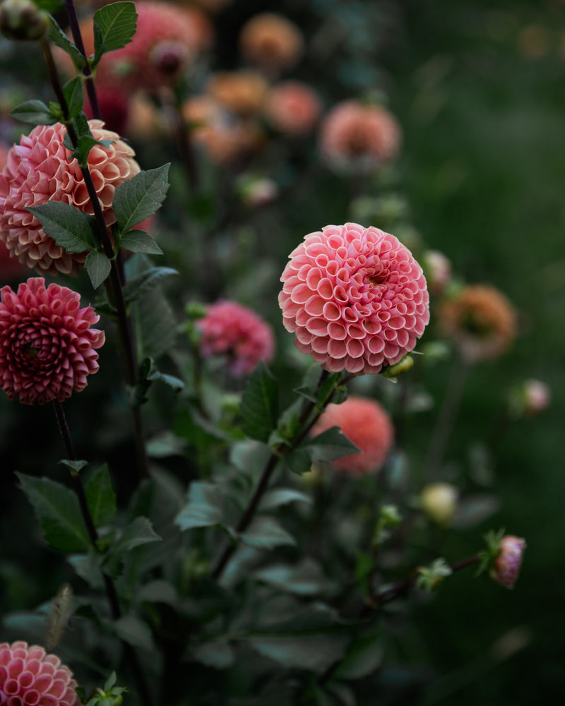 Dahlia Cornel Bronze