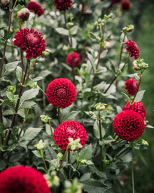 Dahlia Cornel