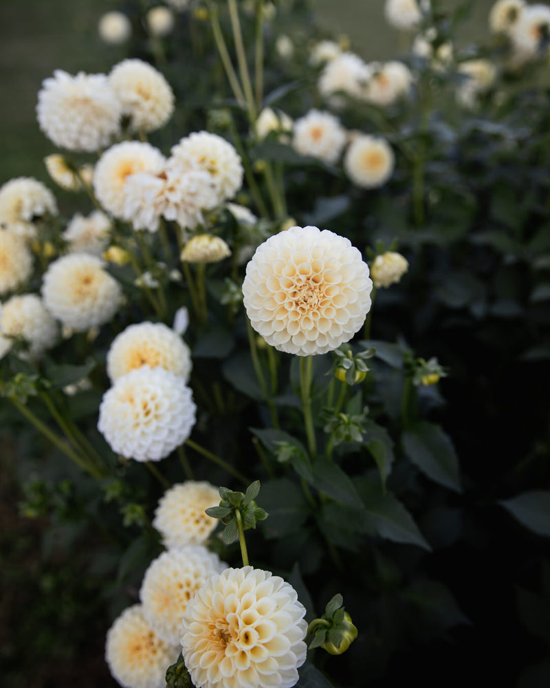 Dahlia Creamy