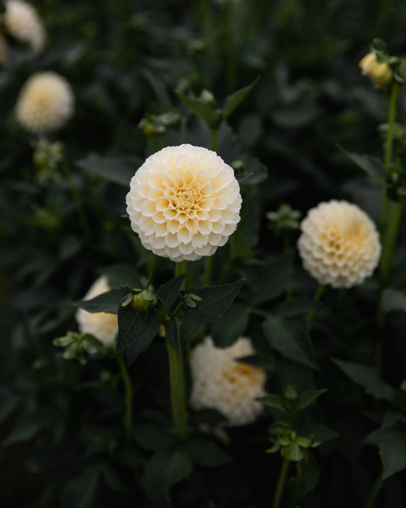 Dahlia Creamy