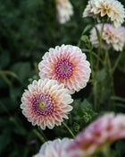 dahlia cupcake petal back farm