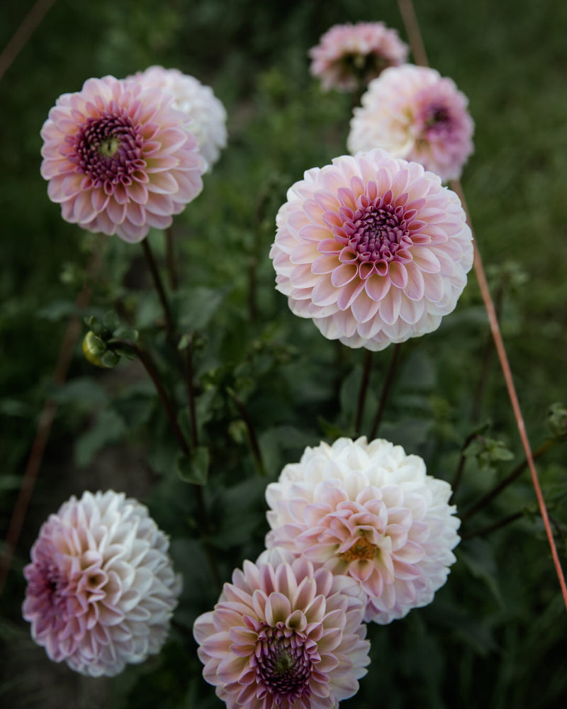 dahlia cupcake petal back farm