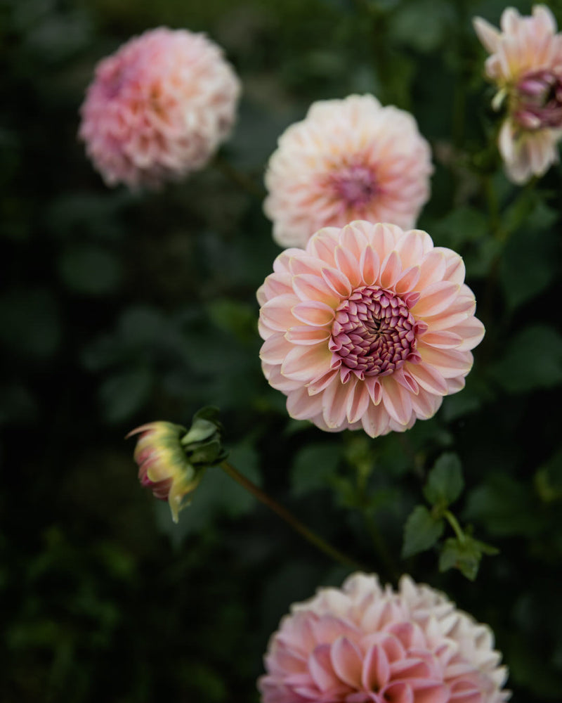 dahlia cupcake petal back farm