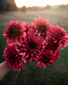 Dahlia Danique