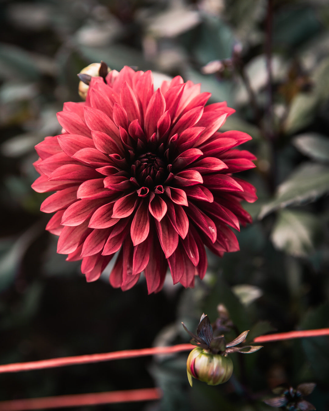 Dahlia Danique