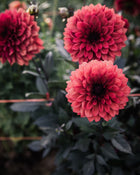 Dahlia Danique