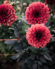 Dahlia Danique